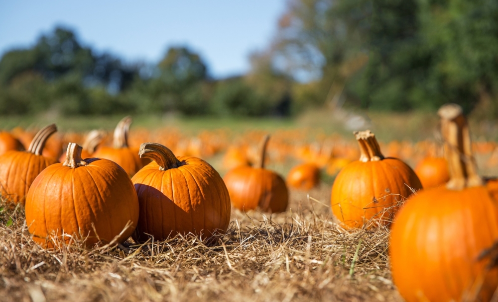 Glenpool Pumpkins Hero
