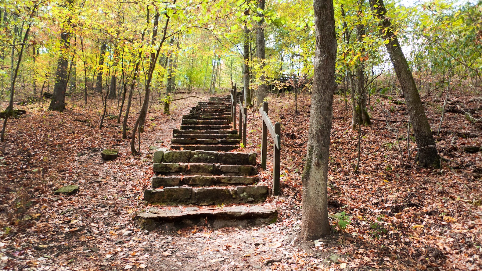 Stone steps leading through a forest with autumn leaves scattered on the ground